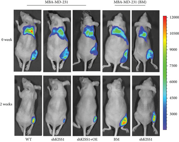 PMC12780545 – figpt-0032