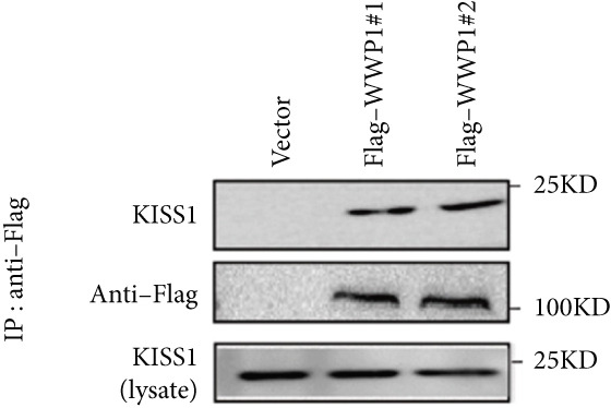 PMC12780545 – figpt-0030