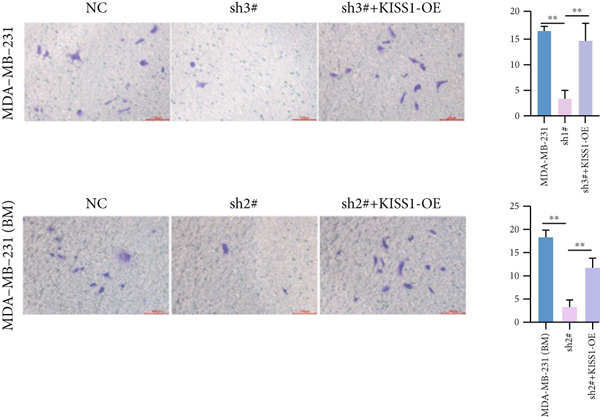 PMC12780545 – figpt-0029