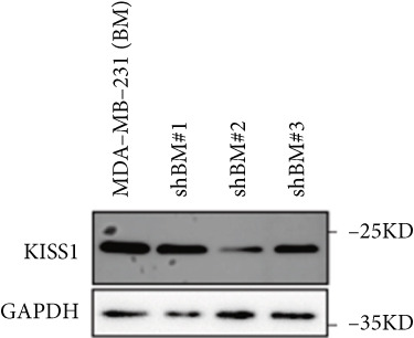 PMC12780545 – figpt-0026