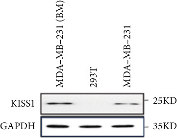 PMC12780545 – figpt-0022