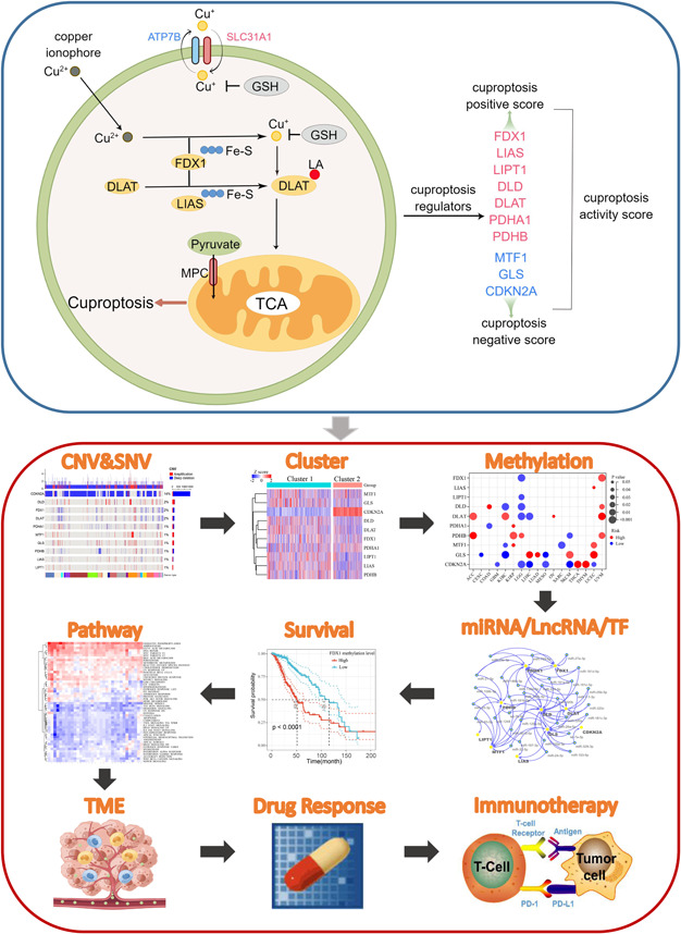 PMC10989956 – imt268-fig-0001
