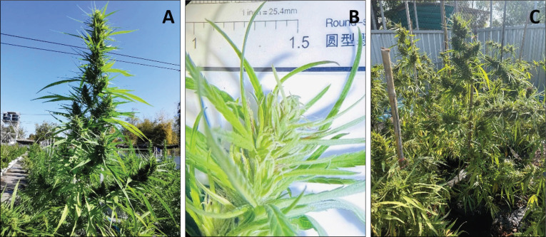 PMC12186785 – figure1