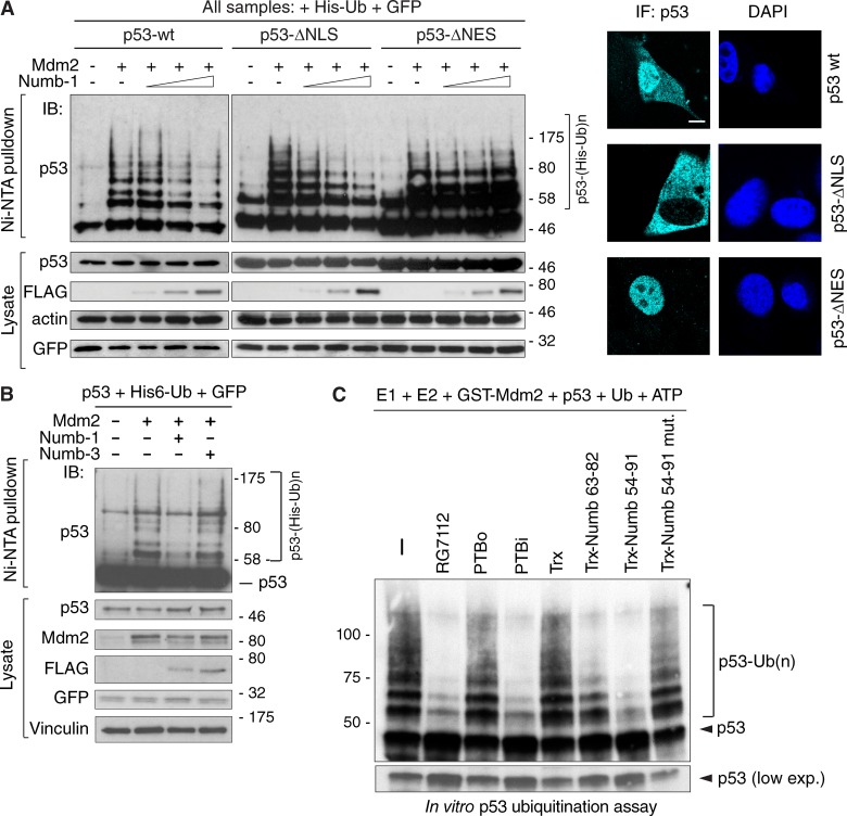 PMC5800818 – fig8