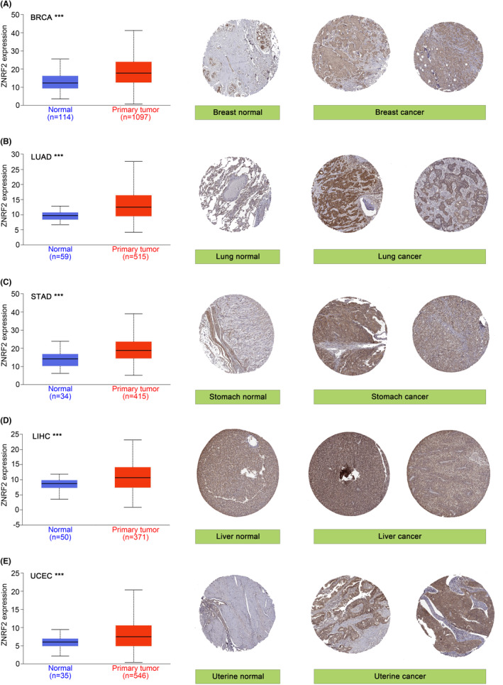 PMC10623518 – jcmm17900-fig-0002