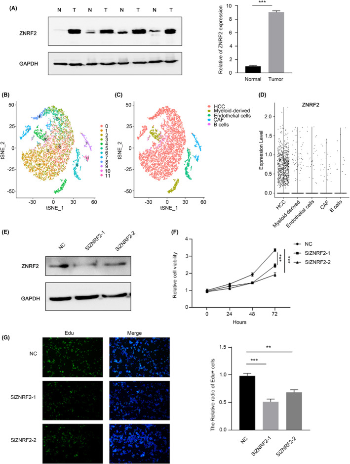 PMC10623518 – jcmm17900-fig-0009