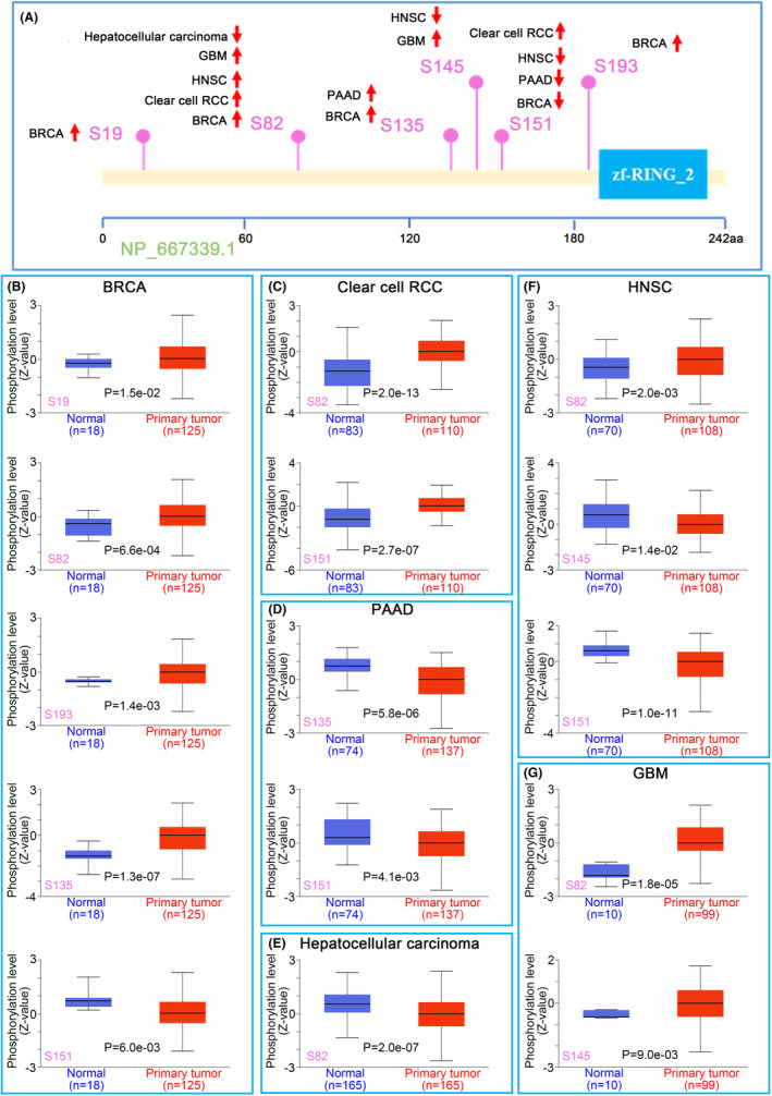 PMC10623518 – jcmm17900-fig-0005
