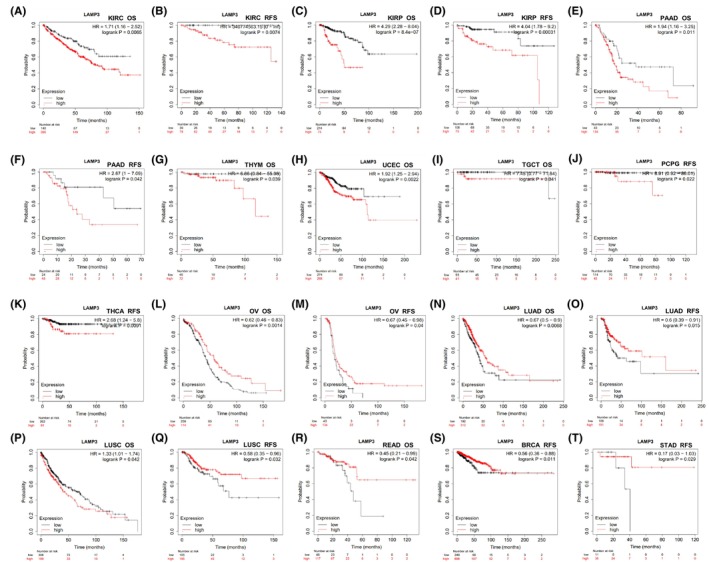 PMC10844704 – jcmm18088-fig-0002