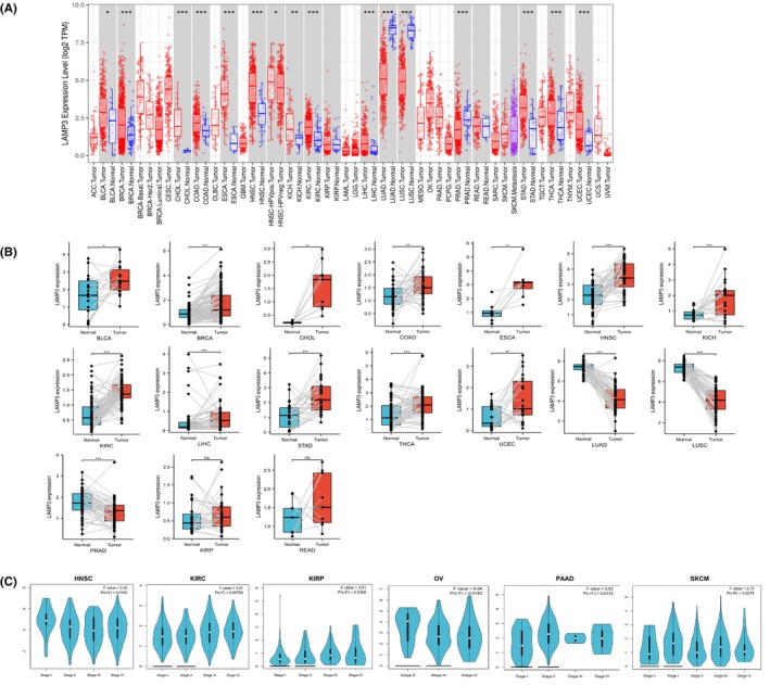 PMC10844704 – jcmm18088-fig-0001