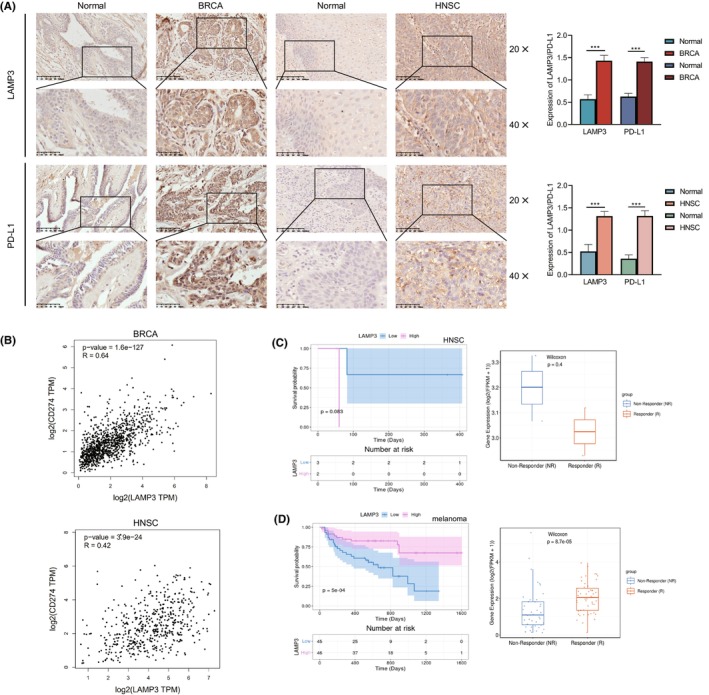 PMC10844704 – jcmm18088-fig-0006