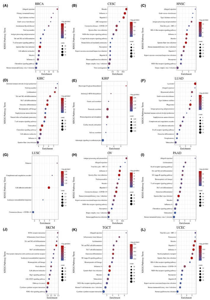 PMC10844704 – jcmm18088-fig-0005