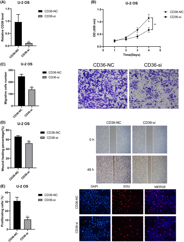 PMC11092527 – jcmm18286-fig-0010