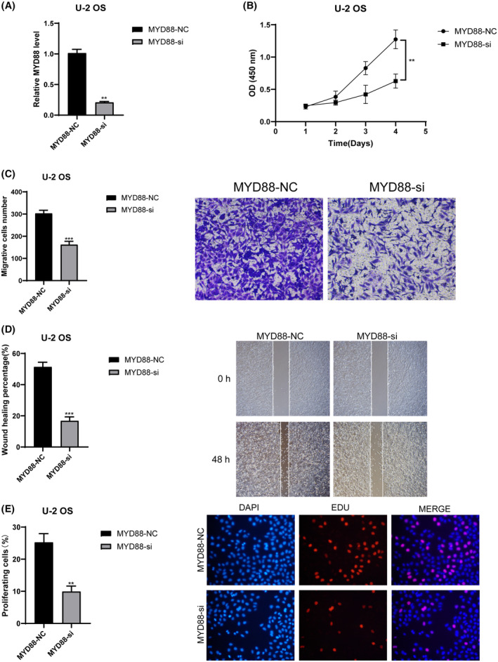 PMC11092527 – jcmm18286-fig-0011