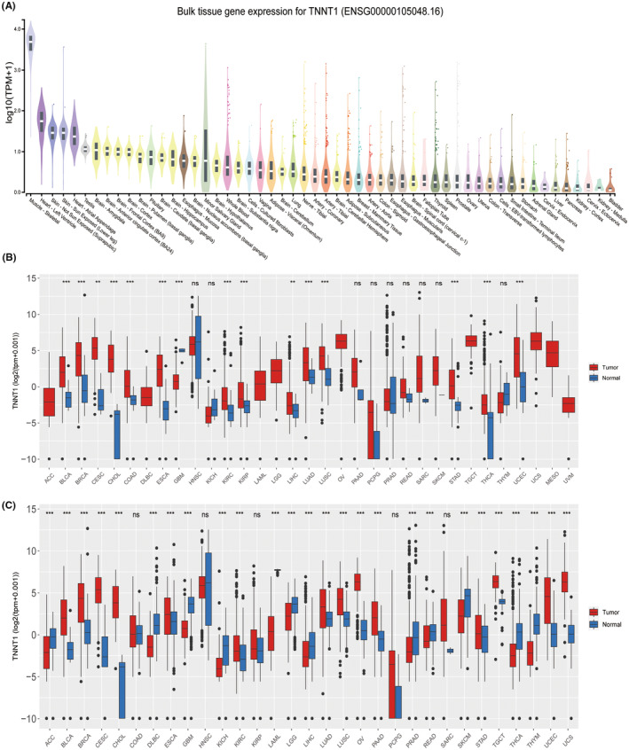PMC11163025 – jcmm18410-fig-0001