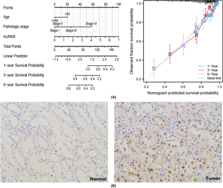 PMC11187167 – jcmm18475-fig-0007