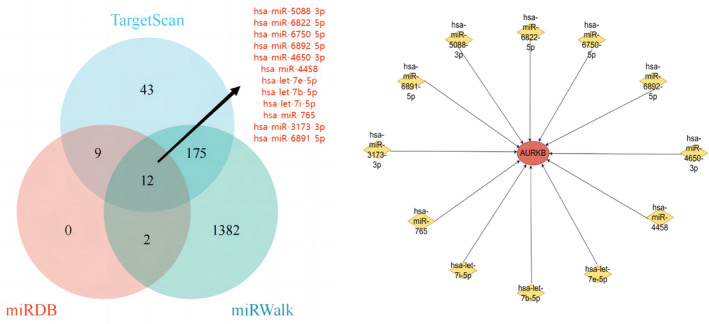PMC11187167 – jcmm18475-fig-0013