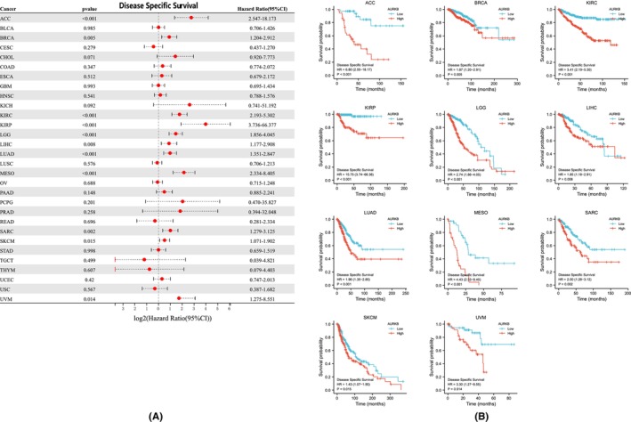 PMC11187167 – jcmm18475-fig-0006