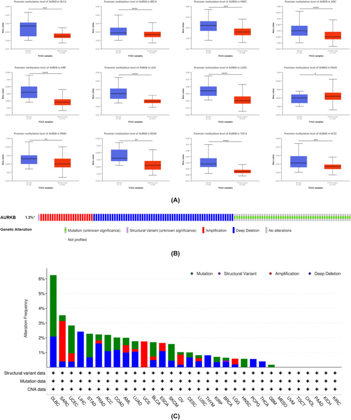 PMC11187167 – jcmm18475-fig-0004