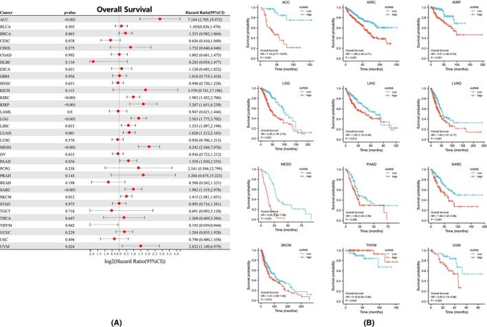 PMC11187167 – jcmm18475-fig-0005