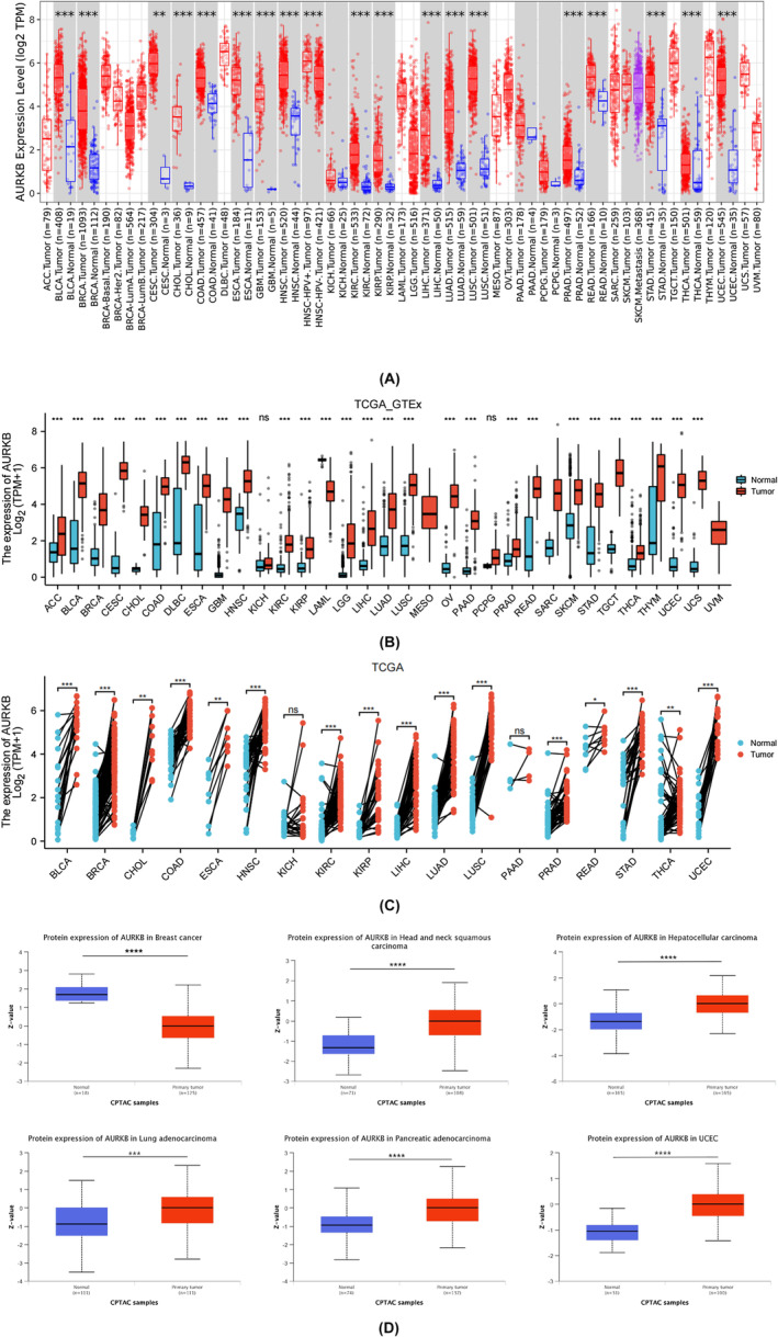 PMC11187167 – jcmm18475-fig-0002