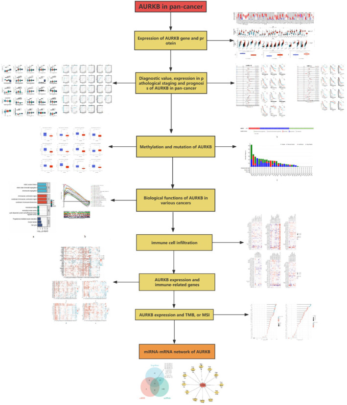 PMC11187167 – jcmm18475-fig-0001