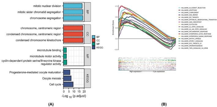 PMC11187167 – jcmm18475-fig-0009