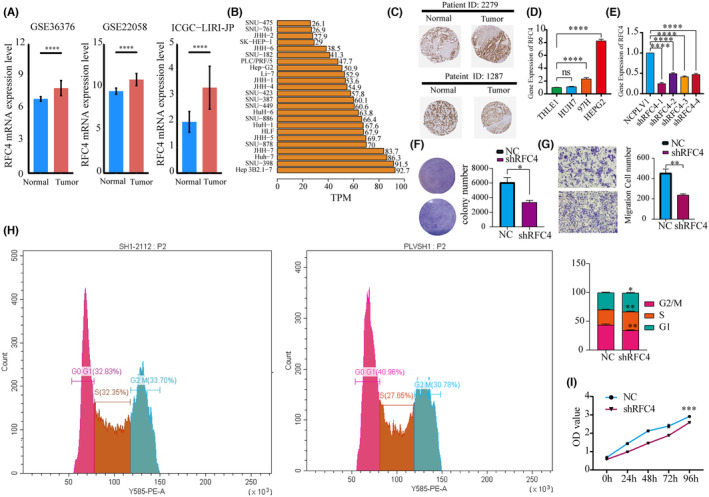 PMC11190950 – jcmm18478-fig-0007
