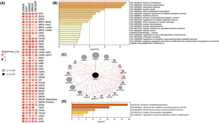PMC11345122 – jcmm70037-fig-0004