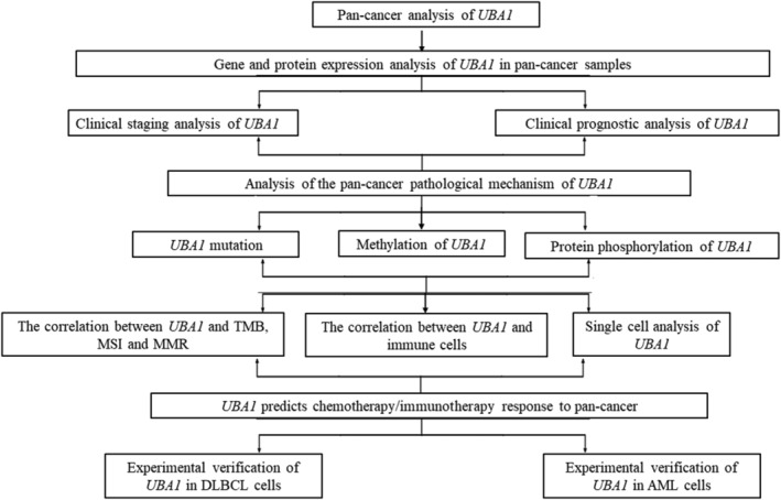 PMC11345122 – jcmm70037-fig-0001