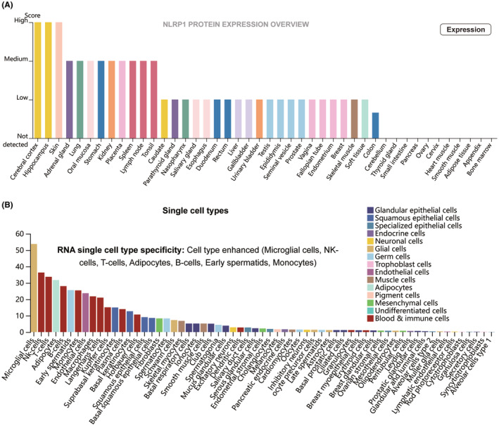 PMC11422451 – jcmm70100-fig-0002