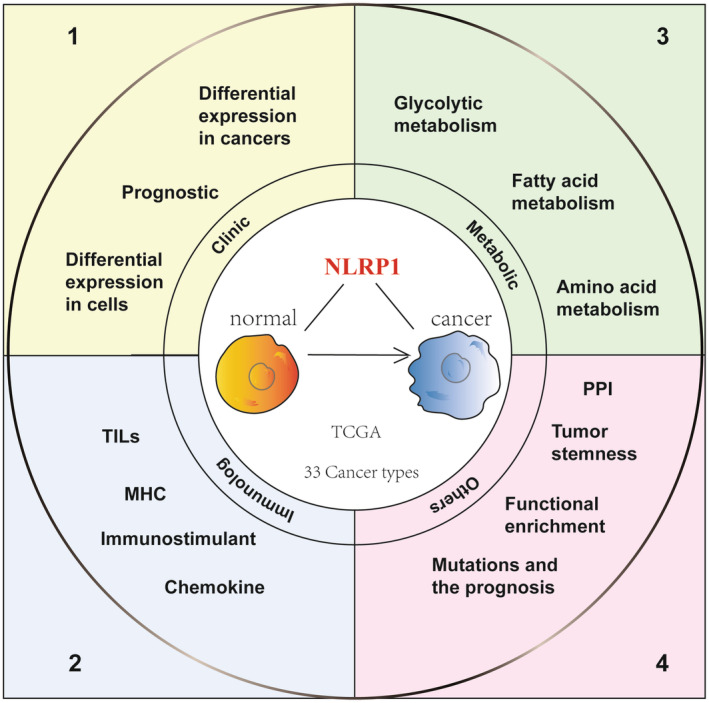 PMC11422451 – jcmm70100-fig-0001