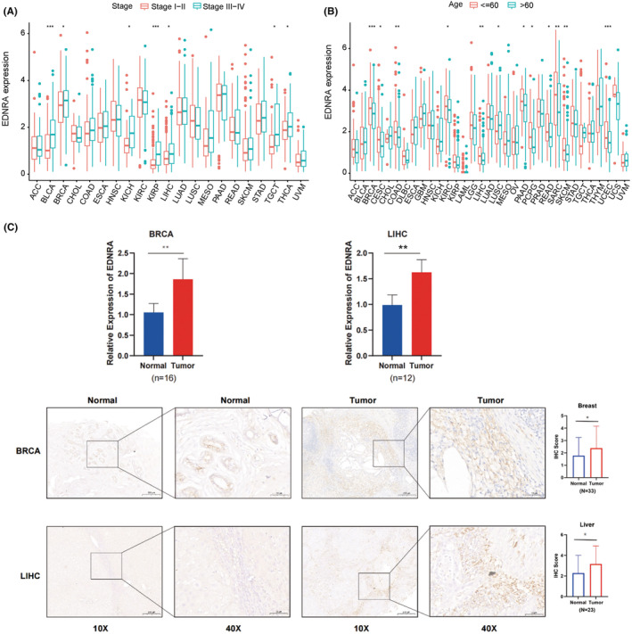 PMC11600291 – jcmm70172-fig-0002