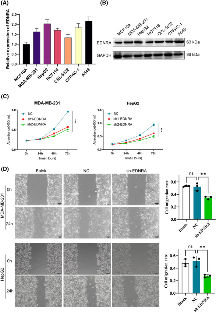 PMC11600291 – jcmm70172-fig-0008