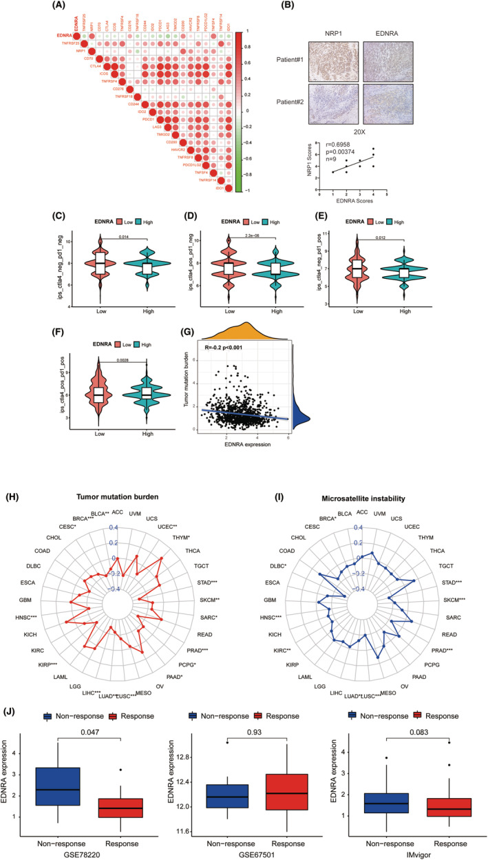 PMC11600291 – jcmm70172-fig-0007