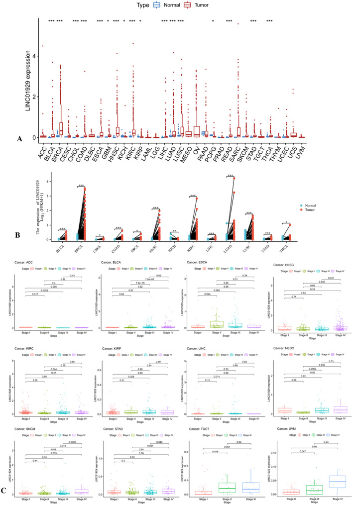 PMC11588430 – jcmm70227-fig-0001