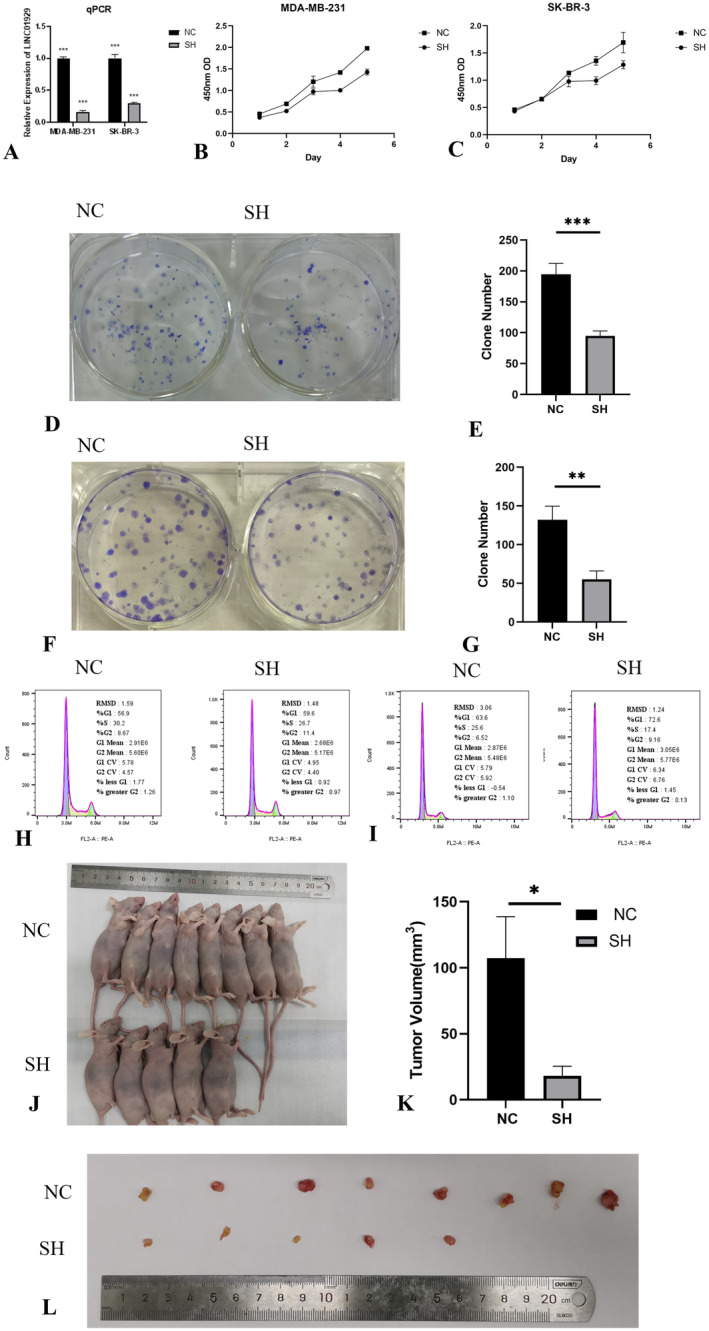 PMC11588430 – jcmm70227-fig-0006