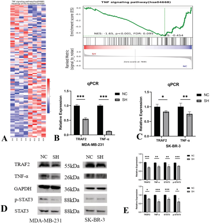 PMC11588430 – jcmm70227-fig-0007