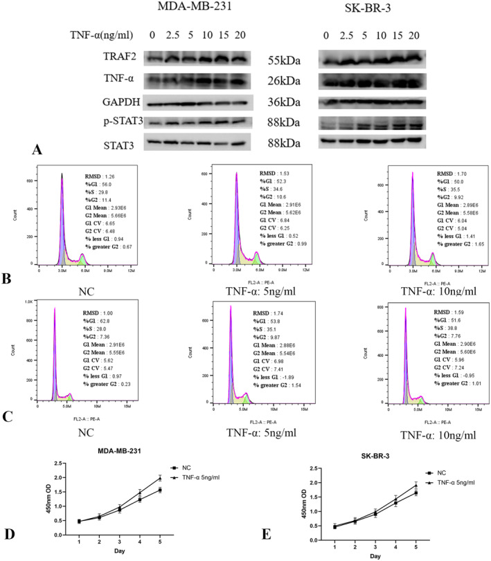 PMC11588430 – jcmm70227-fig-0008