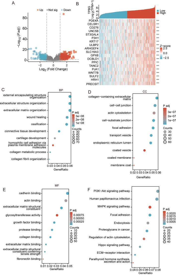 PMC11740983 – jcmm70354-fig-0005