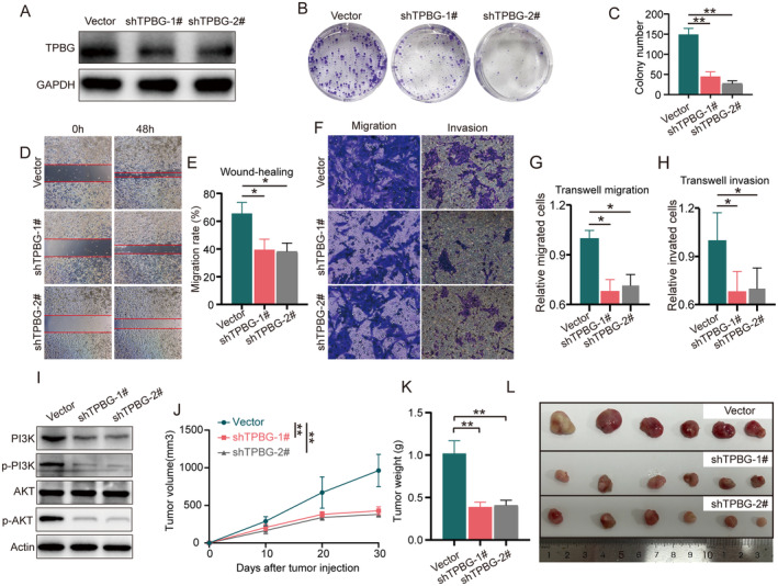 PMC11740983 – jcmm70354-fig-0006