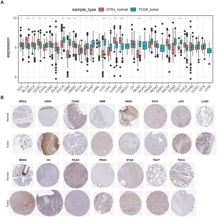 PMC11924130 – jcmm70472-fig-0001