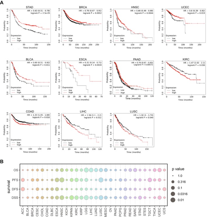 PMC11924130 – jcmm70472-fig-0002