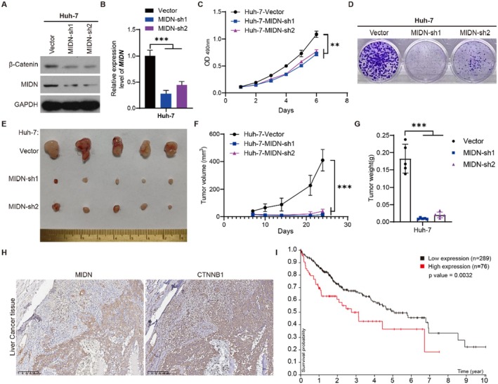 PMC11924130 – jcmm70472-fig-0007