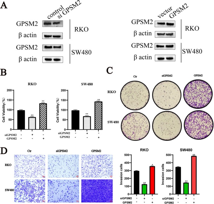 PMC11984320 – jcmm70527-fig-0012