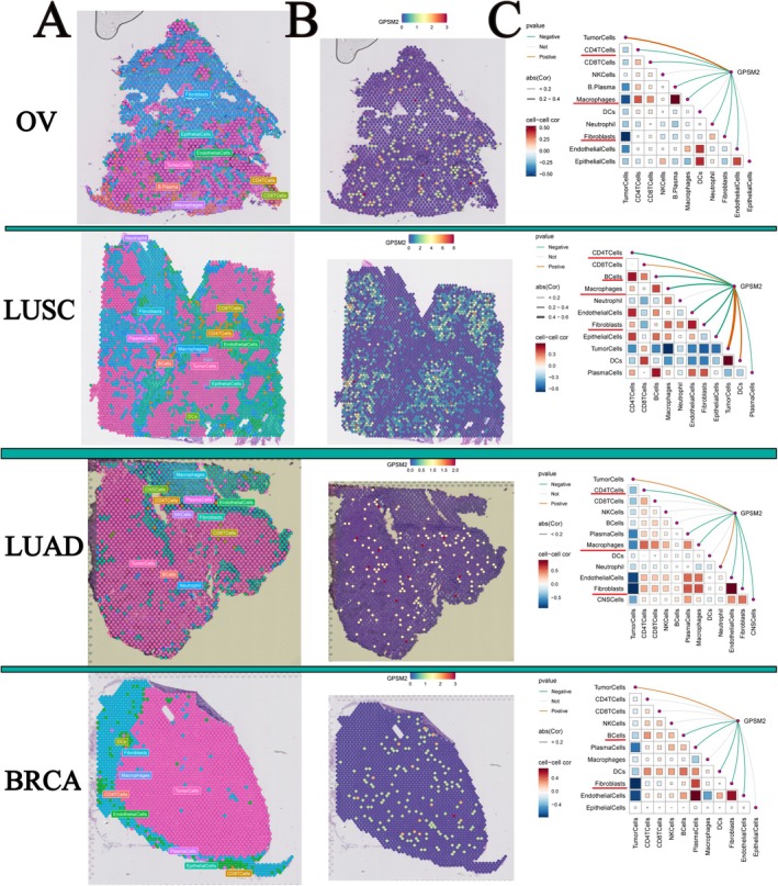 PMC11984320 – jcmm70527-fig-0009