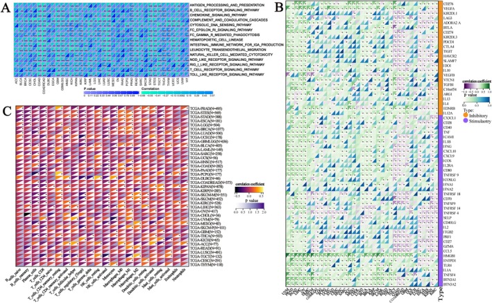 PMC11984320 – jcmm70527-fig-0008