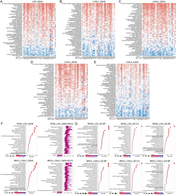 PMC11967703 – jcmm70536-fig-0003
