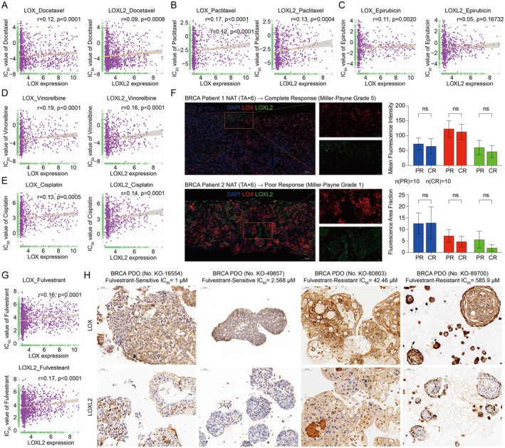 PMC11967703 – jcmm70536-fig-0005