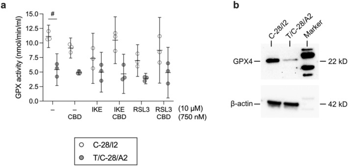 PMC12203570 – jcmm70592-fig-0006