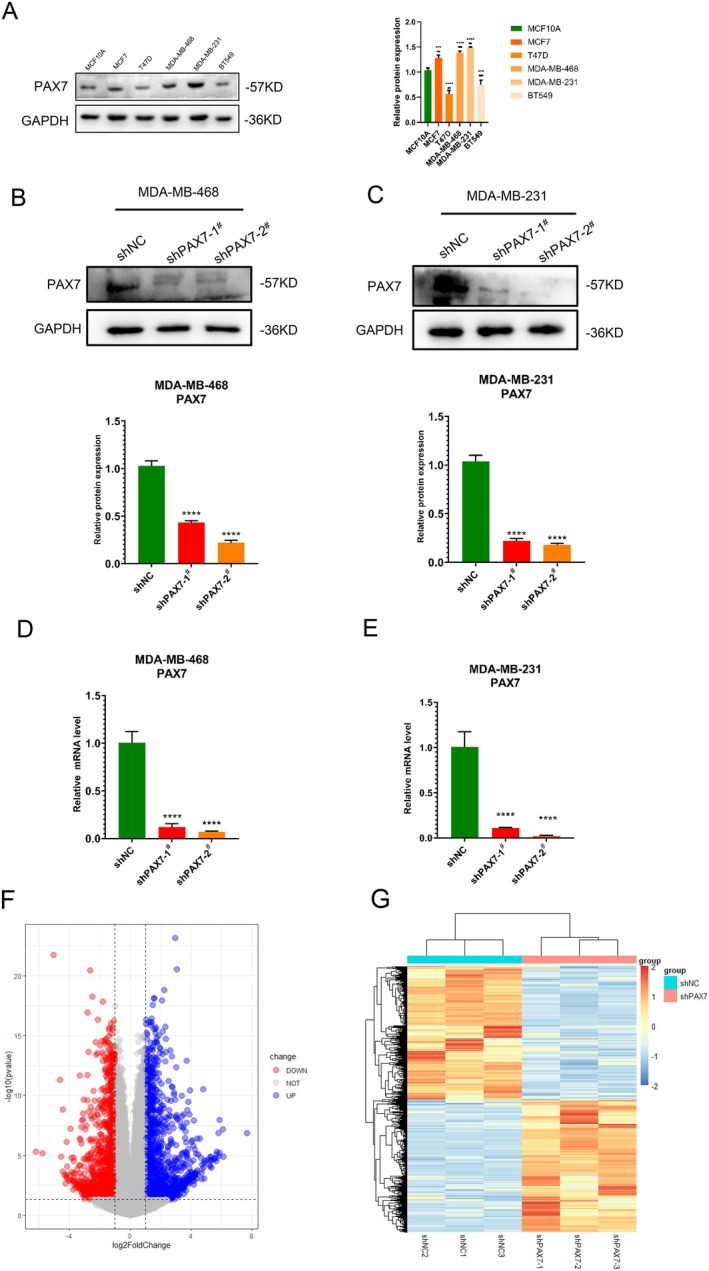 PMC12079090 – jcmm70602-fig-0005